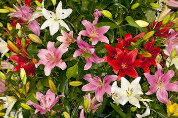 Closeup of a mixed assorted Asiatic Lilies flower in a garden