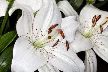 Closeup of Asiatic Eyeliner Lilies flower in a garden © Aneese