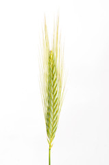 Fototapeta premium Green wheat ear studio shoot isolated on white background