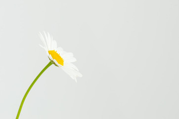 Side of a white chamomile flower in studio isolated  - Matricari