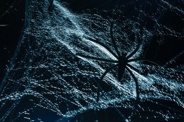 Abstract Spiderweb on black