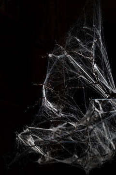 Abstract Spiderweb On Black