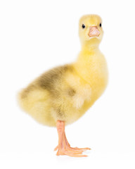 Cute little newborn gosling, isolated on a white background