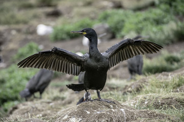 Shag stretching wings