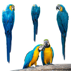 Fototapeta premium Papugi, Ary, Set Kolorowa papuga odizolowywająca na bielu, Tylny widok Kolorowa papuga odizolowywająca na bielu