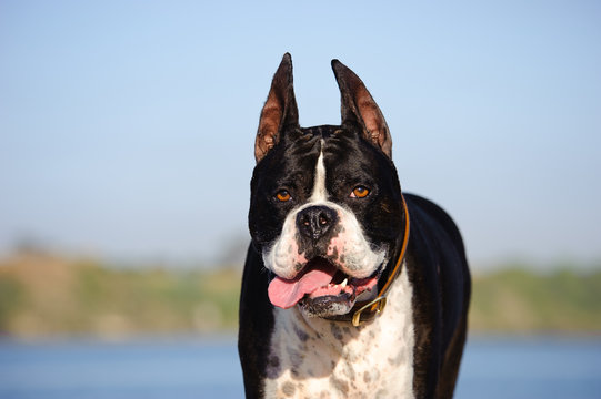 Boxer dog with cropped ears with lake and sky