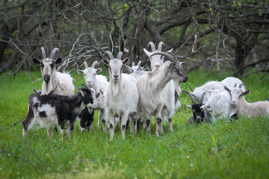 Image of domestic goat close up