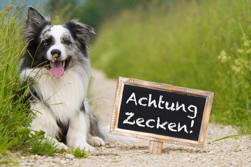 Achtung Zecken!