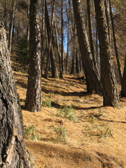 Sentier de montagne en automne dans une forêt