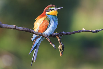 bird - rainbow sits on a branch