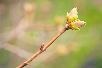 First spring buds