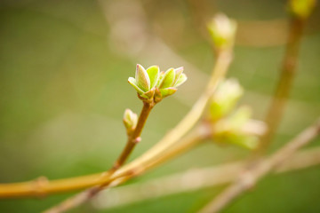 First spring buds