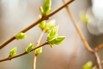 Foto op Canvas Eerste lenteknoppen © Nik_Merkulov