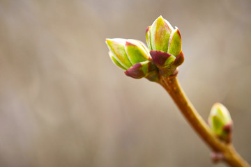 First spring buds