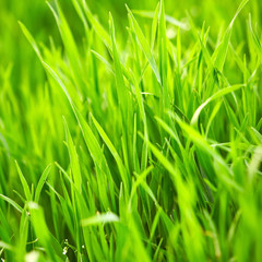 Grass