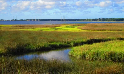 Foto op Plexiglas Mill Cove wetlands, Jacksonville © steveottie
