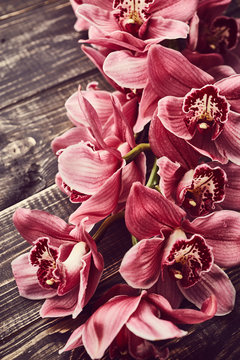 Fototapeta Orchid flowers