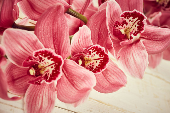Fototapeta Orchid flowers