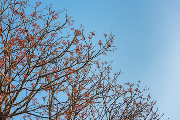 Branch of red flowers on blue sky background.