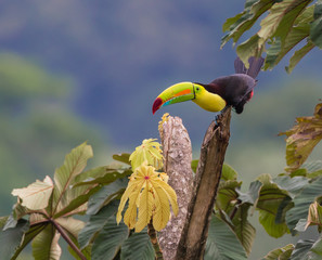 The Grass is Always Greener...A beautiful Keel-billed Toucan in a tree near our home in rural Costa Rica.  Photographed live in the jungle Cloud Forest.