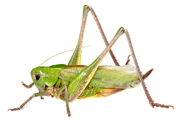 Grasshopper in front of isolated white background