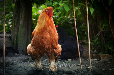 Bright orange rooster