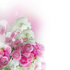 Pink and white ranunculus flowers