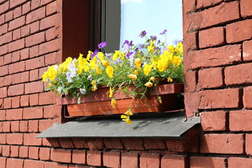 violet pansy yellow and blue in pots on the window
