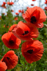 Obraz premium red weed 