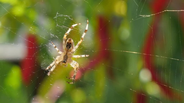 Spiderweb and green shallow DOF natural background 4K 2160p 30fps UltraHD video - Cobweb and spider insect lurking 4K 3840X2160 UHD footage