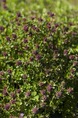 Thyme(Thymus vulgaris) plant growing in the herb garden