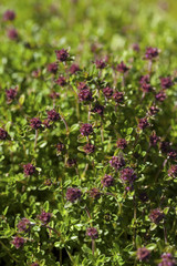 Thyme(Thymus vulgaris) plant growing in the herb garden