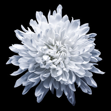 Fototapeta Chrysanthemum