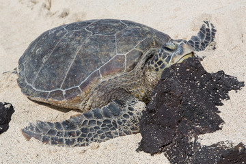 Meeresschildkröte, Seeschildkröte, Sea Turtle, Strand, USA, Hawaii, Wasser, Meer, Sonne