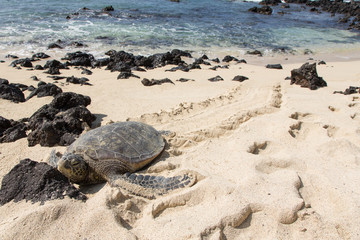 Meeresschildkröte, Seeschildkröte, Sea Turtle, Strand, USA, Hawaii, Wasser, Meer, Sonne