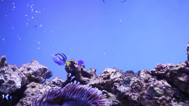 Tropical reef fish Azure Damselfish (Chrysiptera hemicyanea) and blue tang (Paracanthurus hepatus)