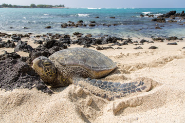 Meeresschildkröte, Seeschildkröte, Sea Turtle, Strand, USA, Hawaii, Wasser, Meer, Sonne