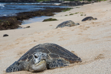 Meeresschildkröte, Seeschildkröte, Sea Turtle, USA, Hawaii, Strand, Sonne