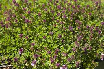 Thyme(Thymus vulgaris) plant growing in the herb garden