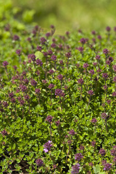 Thyme(Thymus vulgaris) plant growing in the herb garden