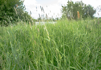 Fototapeta premium Outdoor photo with selective focus on grass