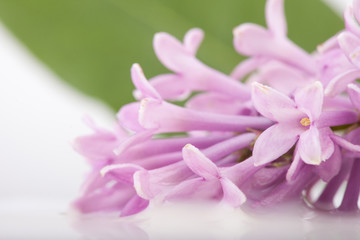 branch, flowers and petals of lilac on white milk