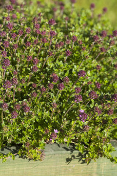 Thyme(Thymus vulgaris) plant growing in the herb garden