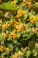 Lonicera periclymenum, common names honeysuckle, common honeysuckle, European honeysuckle or woodbine.