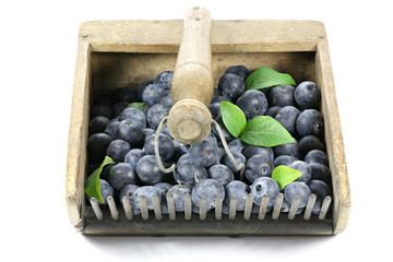 freshly harvested blueberries in an old blueberry rake isolated on white background