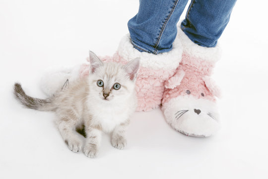 chaton au pied jeune fille en pantoufles chat