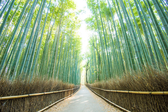 Bamboo forest path in Kyoto Japan. 京都嵐山・竹林の道