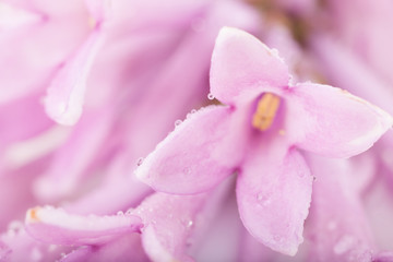 flower and petals of lilac closeup macro