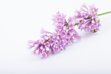 brunch of lilac flowers on white background