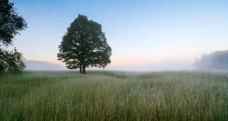 Naklejki  Krajobraz panorama rano z mgłą w polnym drzewie i trawie